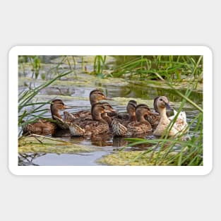 Momma duck and her kids Sticker